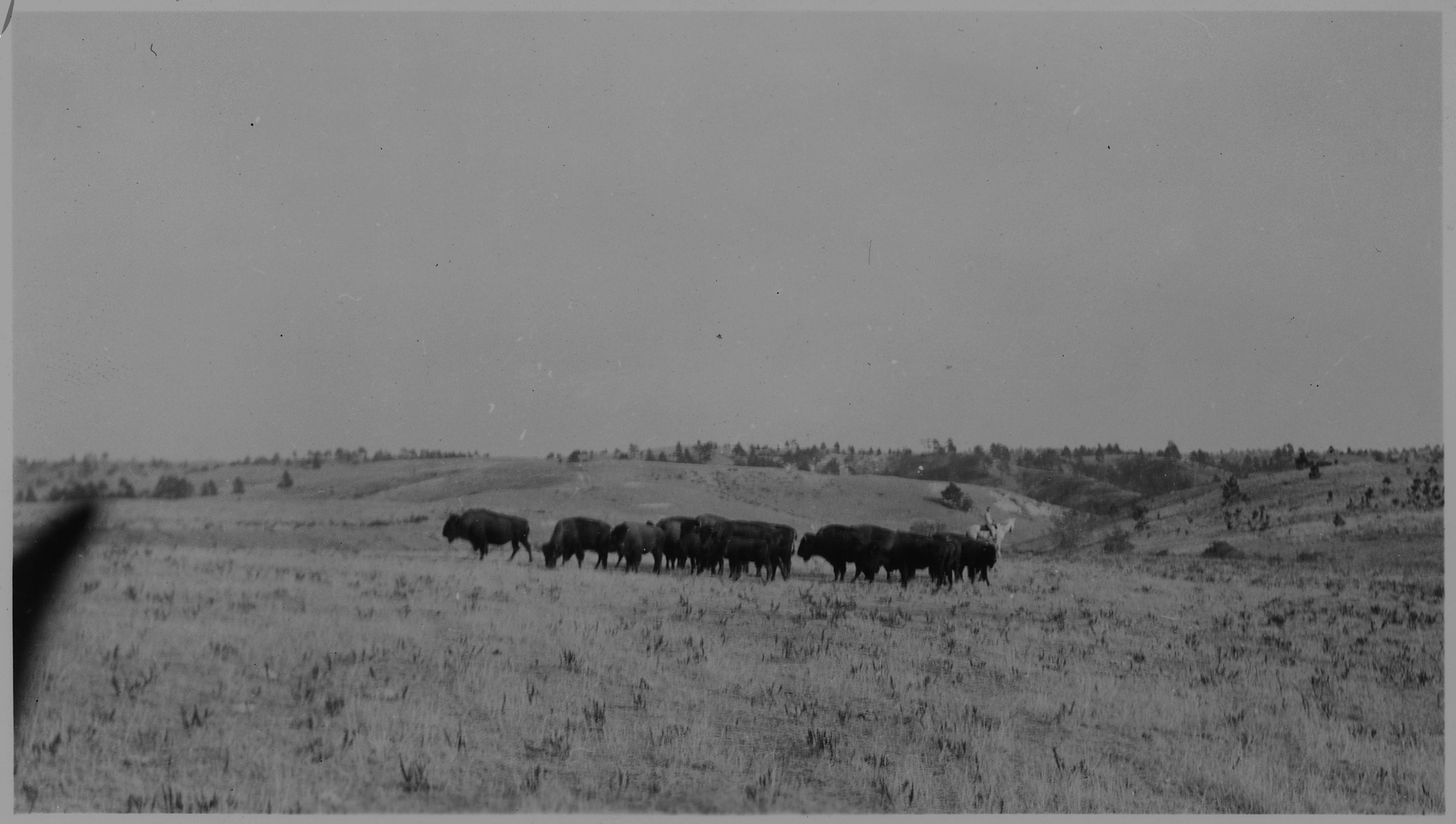 Black and white photograph of a line of bison walking across a plain
